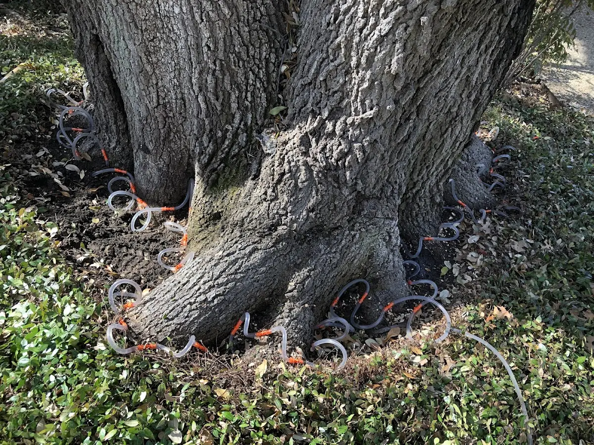 Detailed Tree Cabling and Bracing job site in Shallowater
