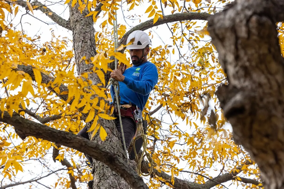 Skilled Storm Damage Cleanup crew working in Shallowater